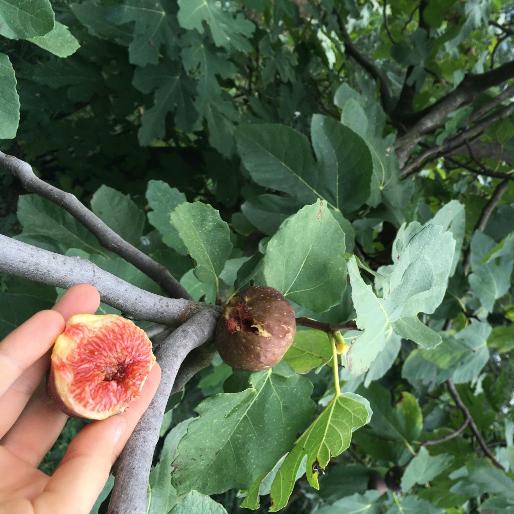 A fresh fig cut open under a fig tree